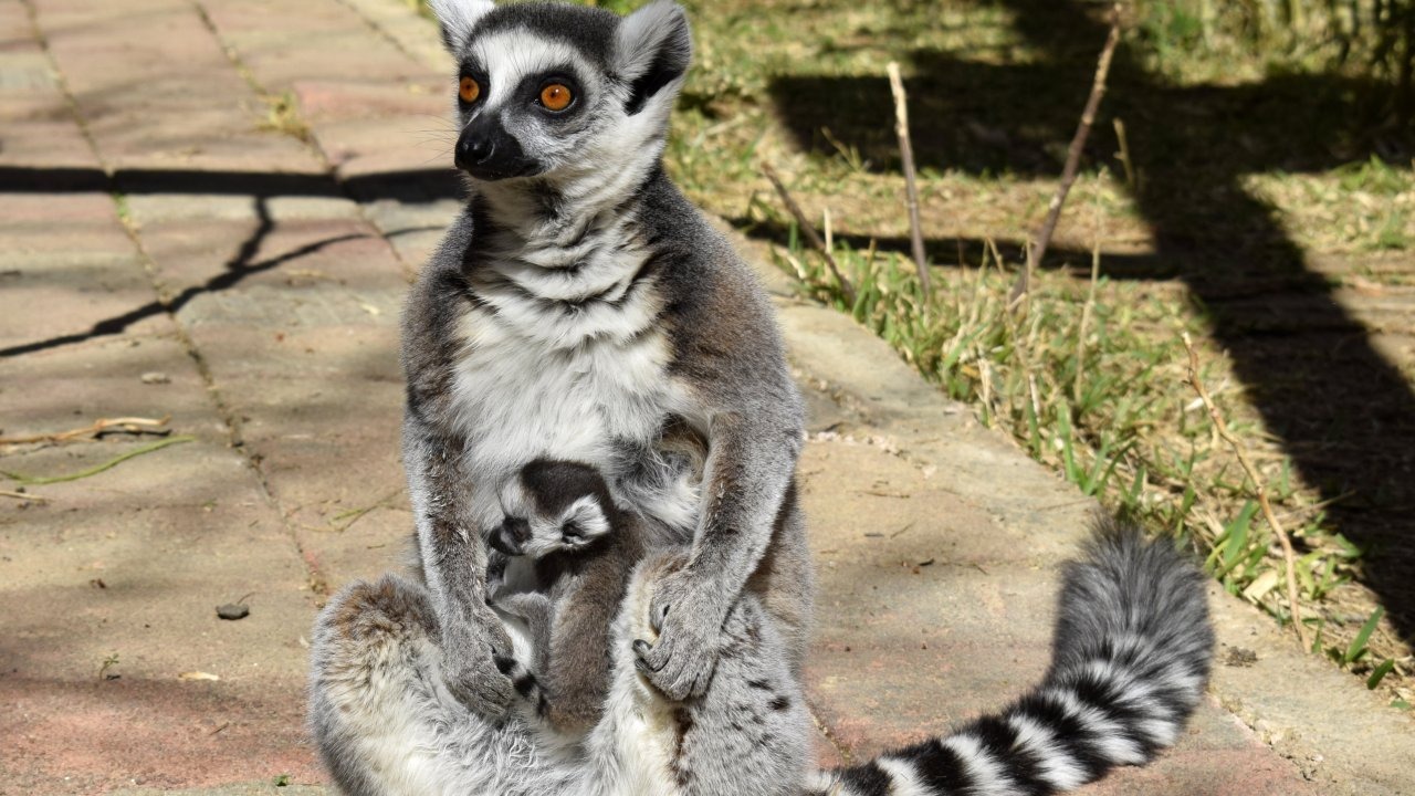 Antalya Doğal Yaşam Parkı'nda 3 lemur yavrusu dünyaya geldi