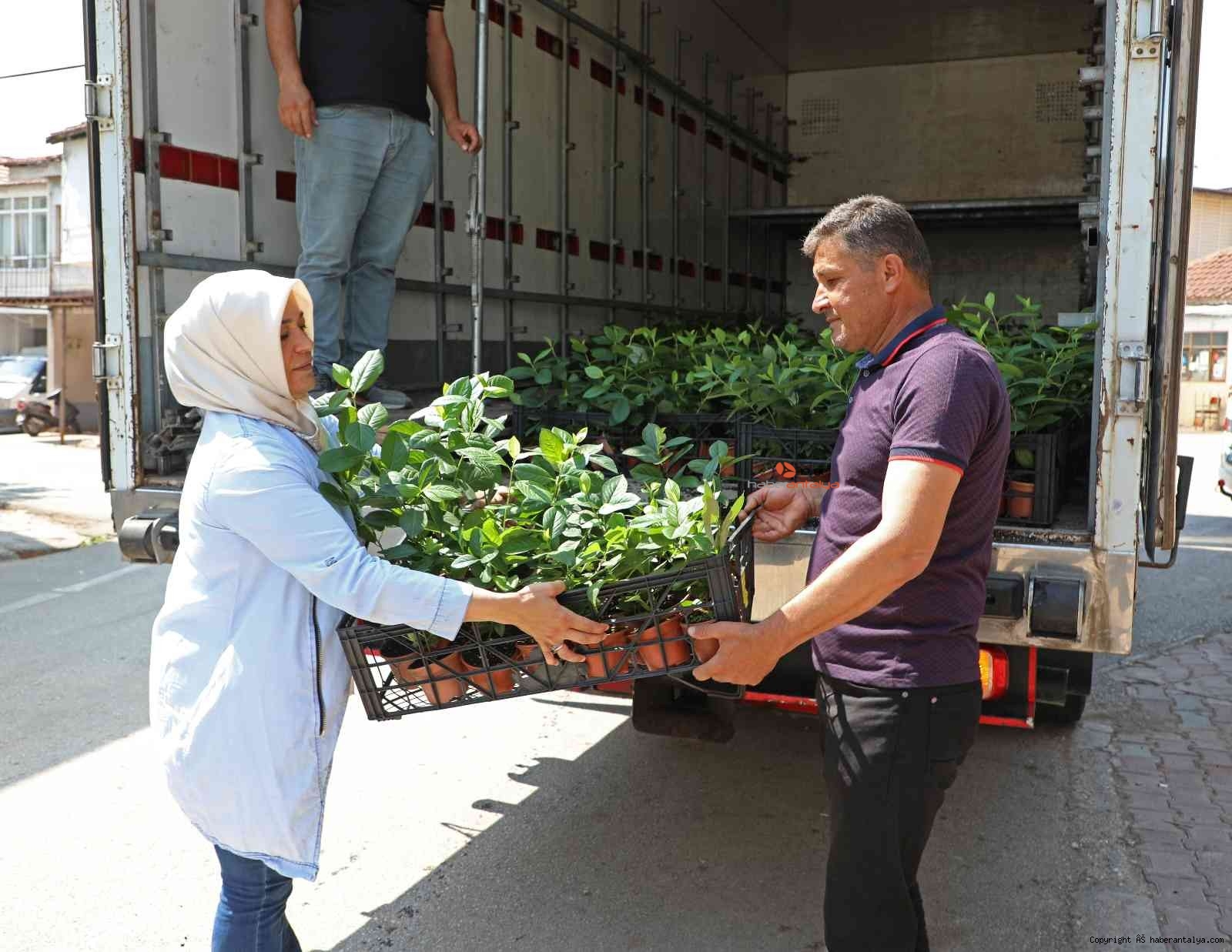 Aronya" üreticiye alternatif olacak - EKONOMİ - ANTALYA'NIN İLK VE TEK HABER PORTALI