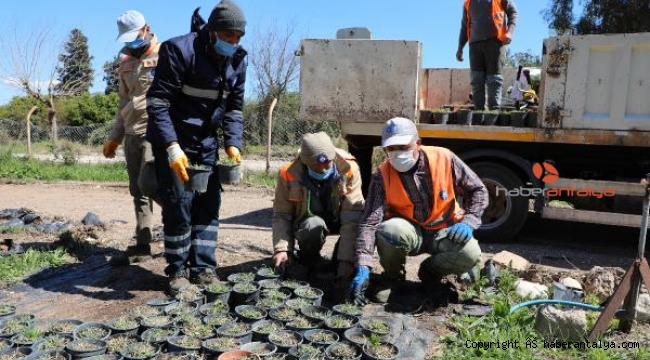 Büyükşehir, kuraklığa dayanıklı çim üretti