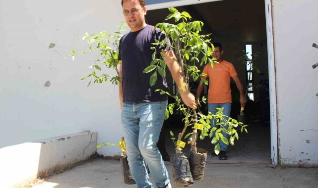 10 bin adet ceviz ve zeytin fidanı hibe edildi 