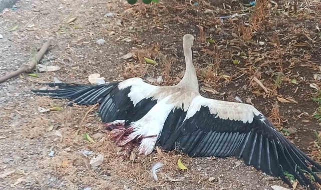 Antalya'da leylek bacakları kırılmış vaziyette bulundu !