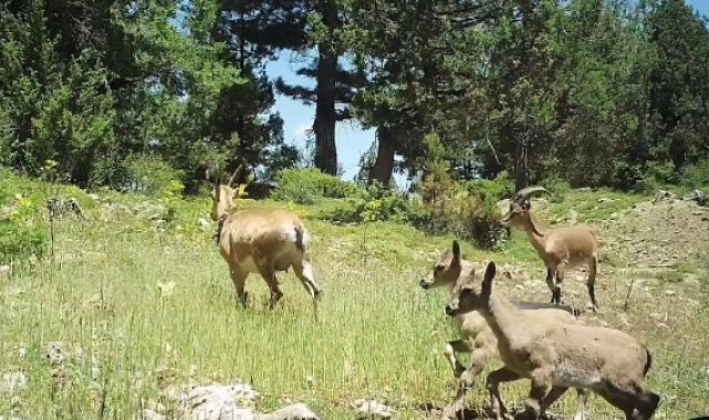 Burdur'a bırakılan yaban keçileri üremeye başladı