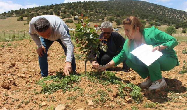 Büyükşehir'in Antep fıstığı fidanları yüz güldürdü