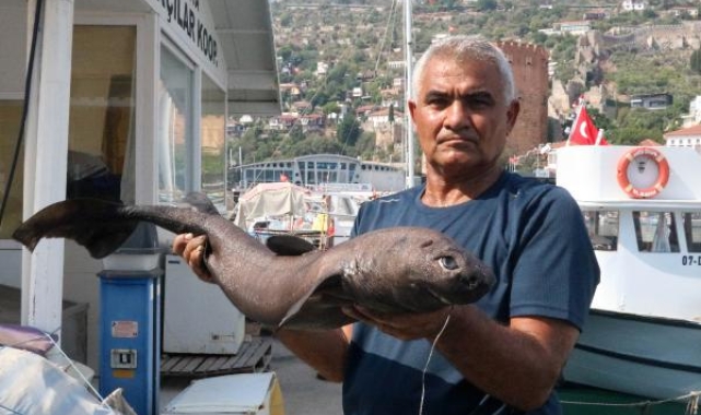 Alanya'da nadir tür yakalandı