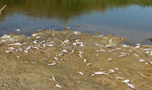 Büyük Menderes Nehri'nde toplu balık ölümleri