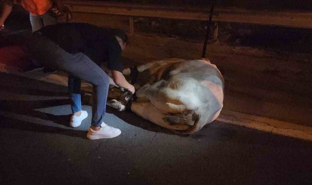 Tırdan kaçarak otoyolda trafiği durduran angus, iğneyle vurularak yakalandı