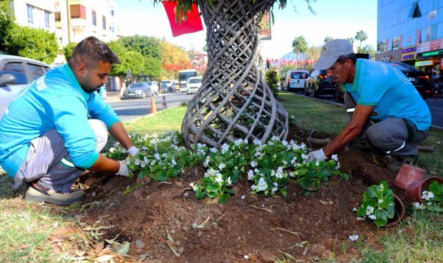 Alanya belediyesi mevsimlik çiçek dikimlerine başladı