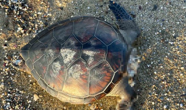 Alanya'da başı kopmuş caretta ölüsü bulundu