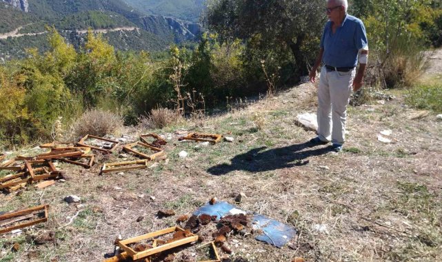 Antalya'da aç kalan ayılar kovanları parçaladı