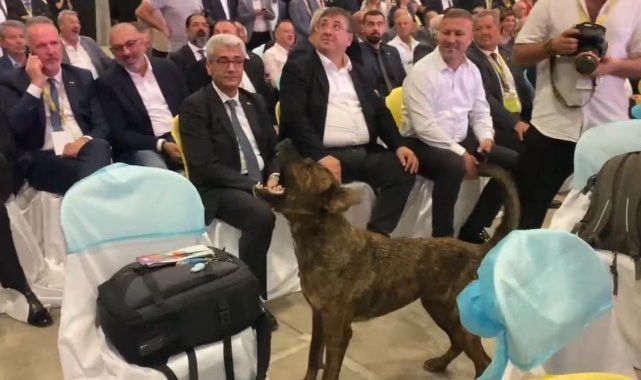 Antalya'da fuar alanına girip dron kovalayan köpek gülümsetti