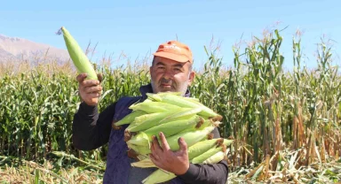 Elmalı'da silajlık mısır hasadı yapıldı