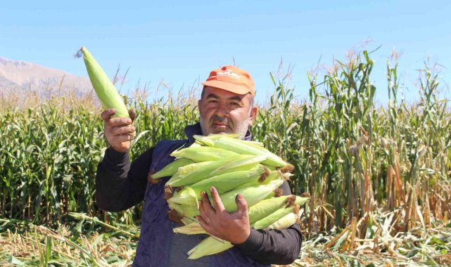 Elmalı'da silajlık mısır hasadı yapıldı