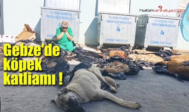 VAHŞET !! Gebze'de köpek katliamı !