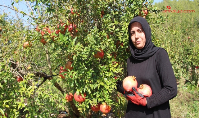 Kumluca'da Nar Hasadı 250 Bin Ton Beklentisiyle Başladı