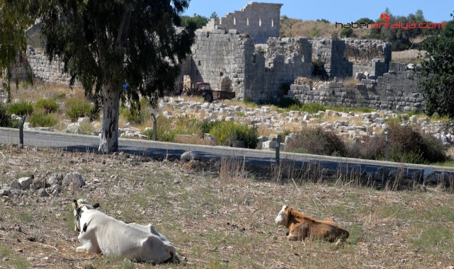  Patara'nın yollarına inek ve koyun zarar veriyor