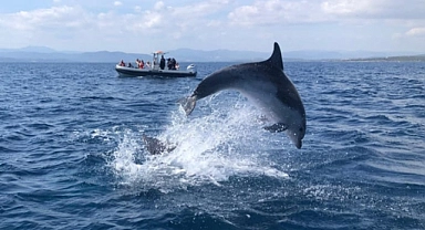 Yunuslar tekne ile yarıştı, turistler o anları heyecanla kaydetti