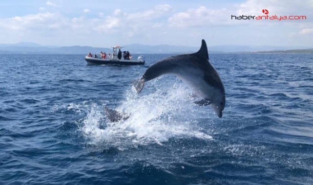 Yunuslar tekne ile yarıştı, turistler o anları heyecanla kaydetti