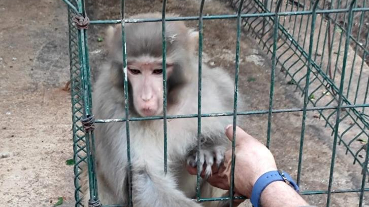 Antalya’da izinsiz Rhesus Maymununu besleyen şahsa 8 bin 322 lira para cezası uygulandı