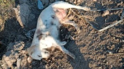 Antalya'da, boş arazide anne köpek ve 2 yavrusu tüfekle öldürülmüş halde bulundu