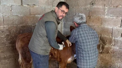 Gazipaşa’da hayvan sağlığı için aşılama seferberliği