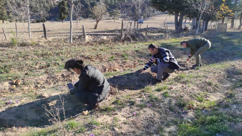 Altın değerindeki safranın hasadı Adana’da yapıldı