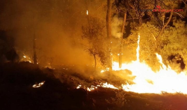 Kamp ateşi orman yangınına dönüştü