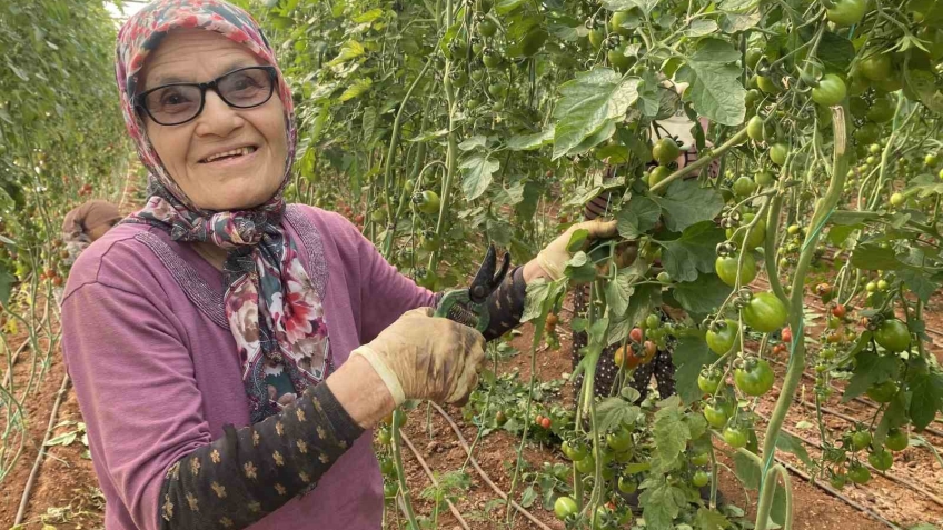 Kocası 5 çocuğuyla bırakıp kaçınca 46 sene ev temizledi, şimdi ise 75 yaşında serada çalışıyor