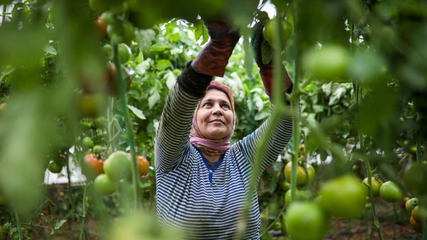 Domatesin fiyatı seradan markete yüzde 175 artıyor