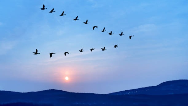 Kuşların göç yolları 'Kuş Hava Yolları' haritasında