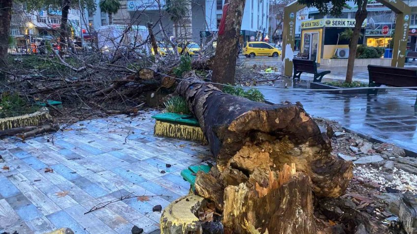 Antalya’da aşırı yağış ve fırtına asırlık çınar ağacını devirdi