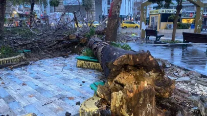 Antalya’da aşırı yağış ve fırtına asırlık çınar ağacını devirdi