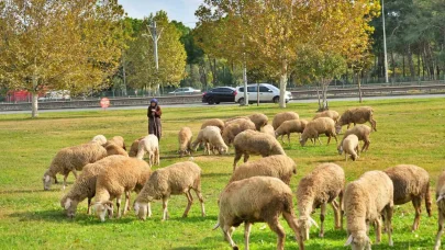 Geçimlerini 44 yıldır kent merkezindeki yeşil alanlarda koyunlarını otlatarak kazanıyorlar