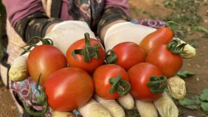 Halde işlem gören domates miktarı düştü, fiyat arttı