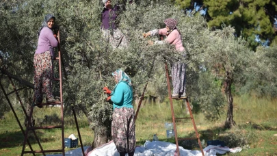 Zeytin ağaçları kurak yazda strese girdi, yağ verimi ve kalitesi düştü