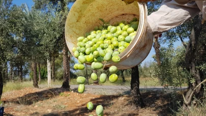 204 milyon ağaçtan 3,6 milyon ton zeytin