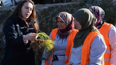 Safran ve salep fideleri Manavgat’ta toprakla buluştu