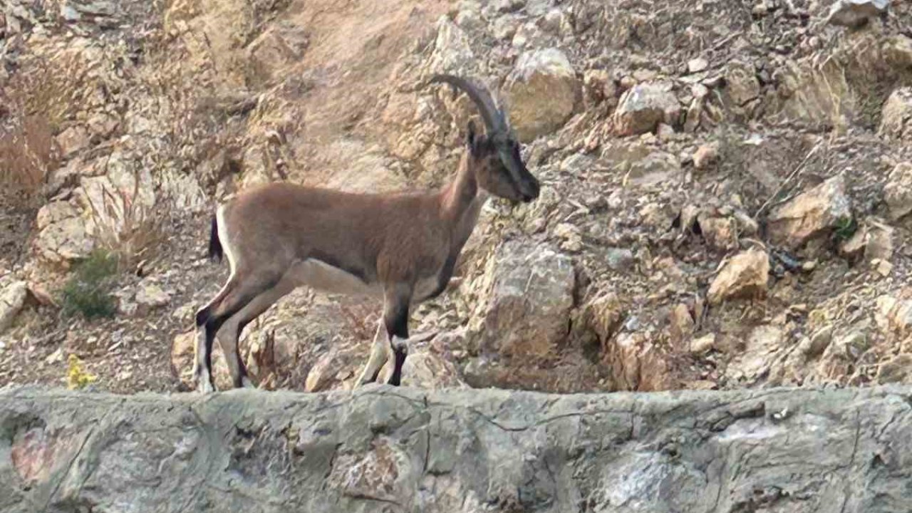 Yaban keçisini avladı, "Domates yıkıyordum" savunmasıyla şaşırttı