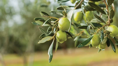 Antalya Aksu’da öğrenciler zeytin fidanı dikti