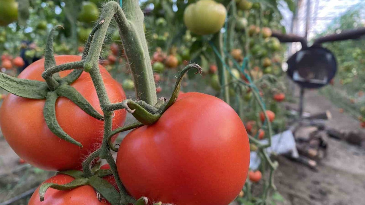 Ocakta domatesin miktarı da fiyatı da arttı