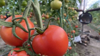 Ocakta domatesin miktarı da fiyatı da arttı