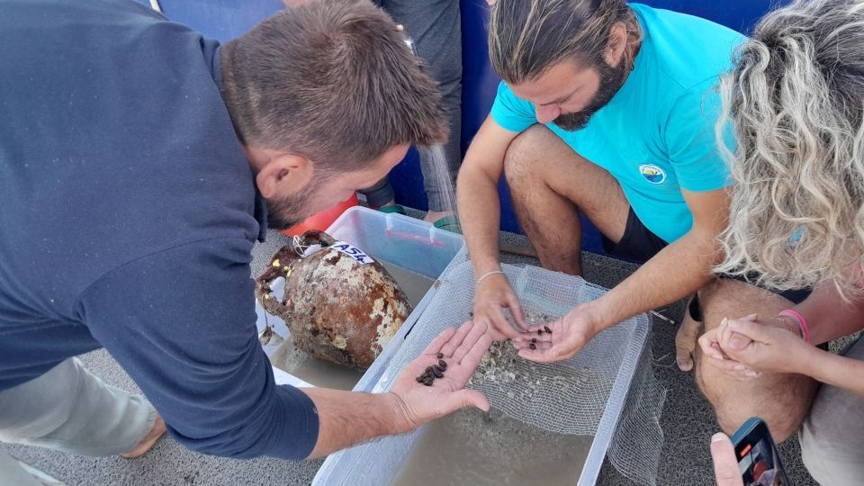 Gazze batığında, 1100 yıllık zeytin çekirdekleri