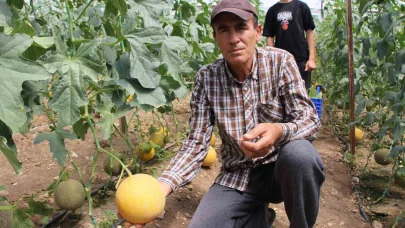 "Bu mevsimde olmaz" dediler, 2 ton hasat yapıp kilosunu 200 TL’den sattı